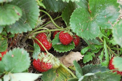 Štýlová fotografia hotových jahodových rezov