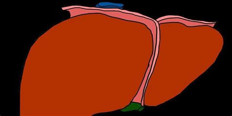 Pečeň a jej funkcie