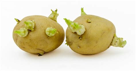 Zelené zemiaky so solanínom