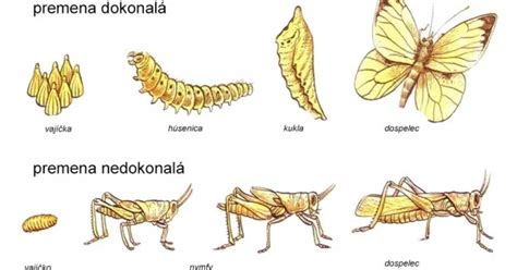 Vývojové štádiá pásavky zemiakovej: vajíčka, larva, kukla, dospelý jedinec