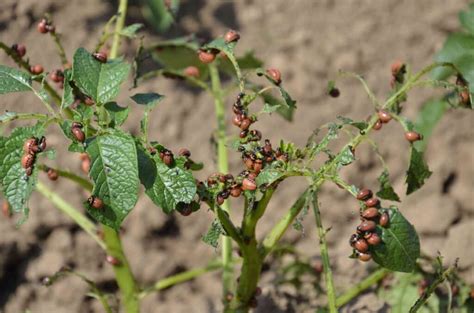 Požer listov zemiakov spôsobený larvami pásavky zemiakovej