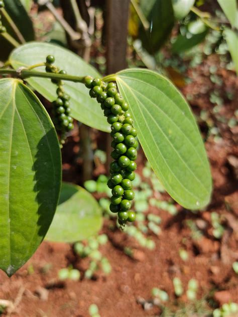 Fotografia rastliny Piper nigrum s plodmi