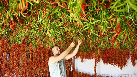 Schéma procesu sušenia čili papričiek v rúre