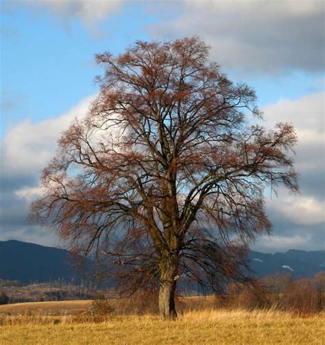 Gaštanový strom na jeseň