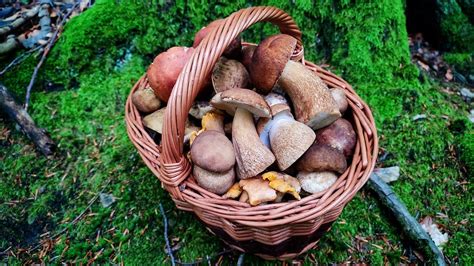 košík plný lesných húb