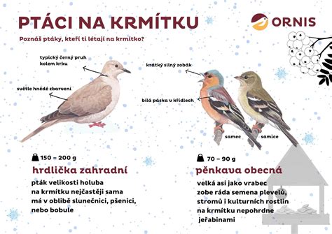 Obrázok holuba na krmítku