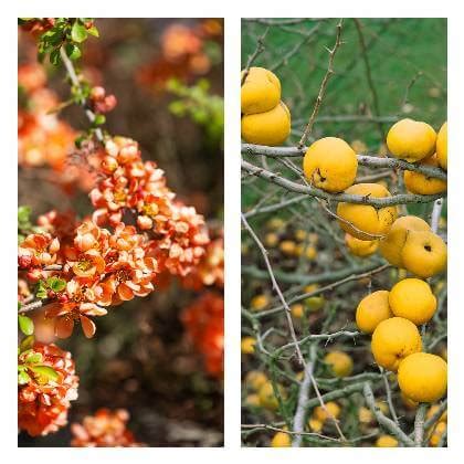 Nádherné žlté plody duly