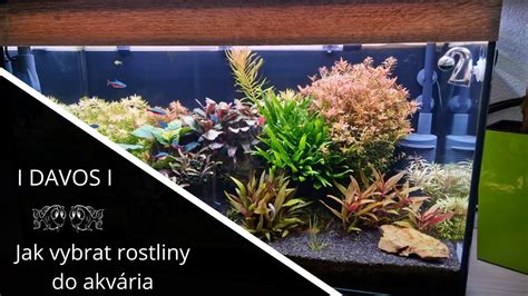 schéma akvária s krevetkami