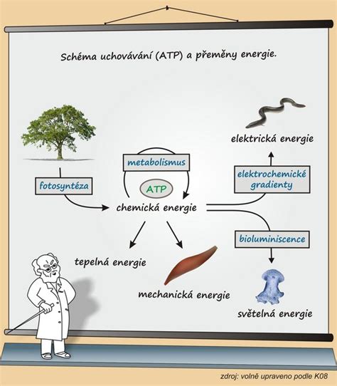 Vizualizácia rôznych typov jedál a ich kalorickej hodnoty