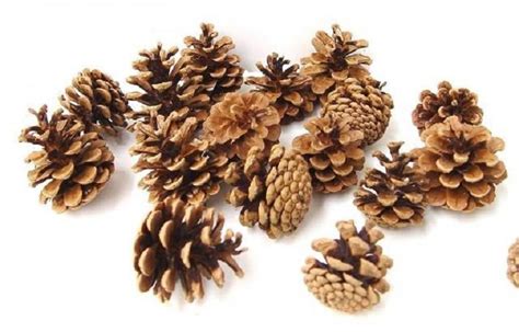 Borovicové šišky ako ekologické hnojivo a mulč