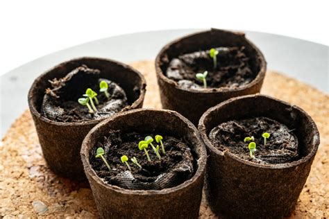 Proces klíčenia semien z borovicovej šišky