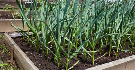 starý chlieb ako hnojivo pre uhorky