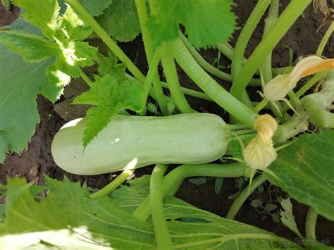 Schematické znázornenie výsadby sadeníc tekvice