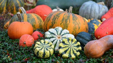 Koláž rôznych odrôd okrasných tekvíc