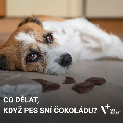 Pes žúva čokoládu