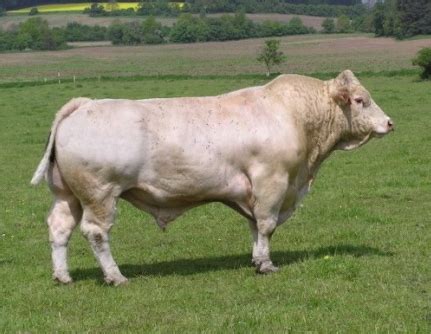 Portrét býka plemena Charolais