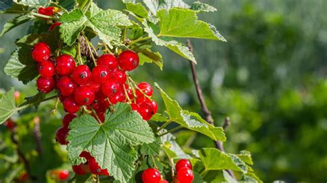 Červené ríbezle v záhrade