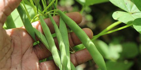 Zelená fazuľka v záhrade