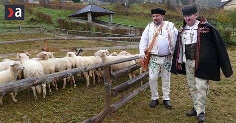 Stará fotografia alebo kresba oviec na paši