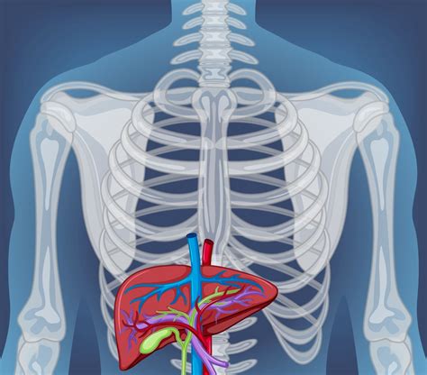 Anatomické umiestnenie pečene v ľudskom tele