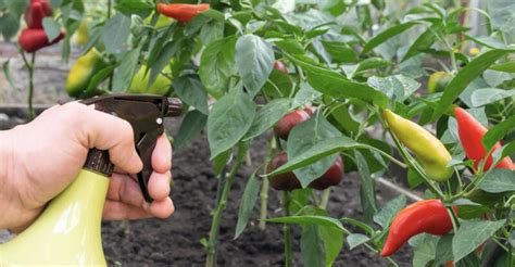 Škodcovia na paprike