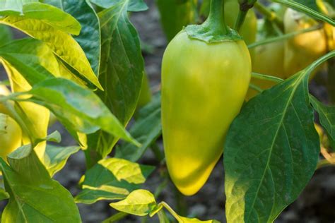 Rôzne odrody papriky