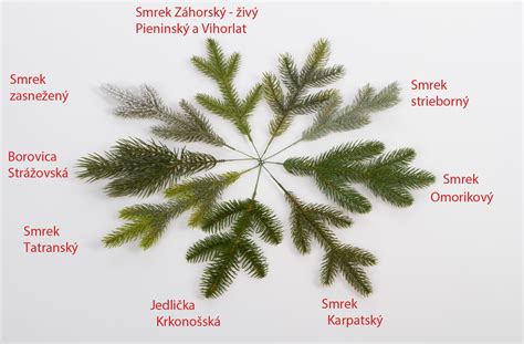 detail 3D a 2D ihličia na vianočnom stromčeku
