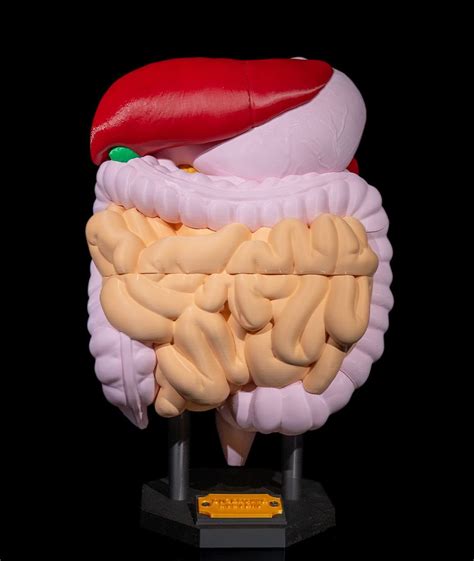 Ilustrácia mužského tela s dôrazom na tráviaci a reprodukčný systém