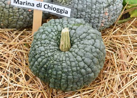 Tekvica Marina di Chioggia s mrkvovou chuťou