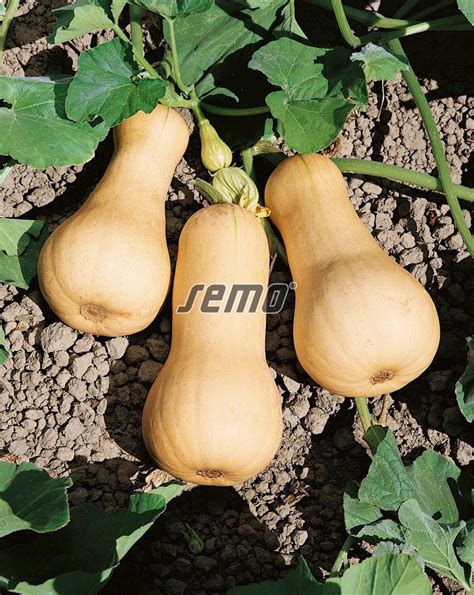 Tekvica muškátová (Butternut)