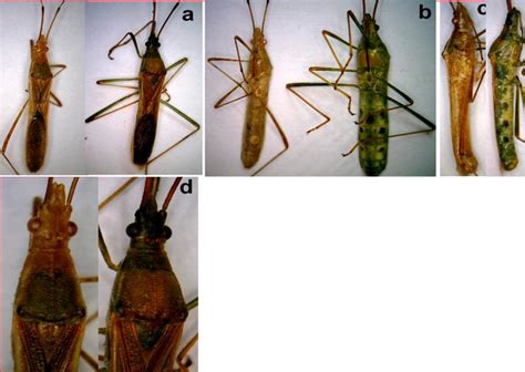 Rozdiely v morfológii hlavy a krídel u Leptocorisa oratorius a Leptocorisa acuta