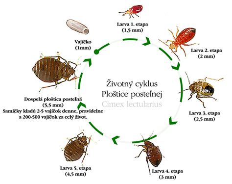 Životný cyklus ploštice ryžového klasu