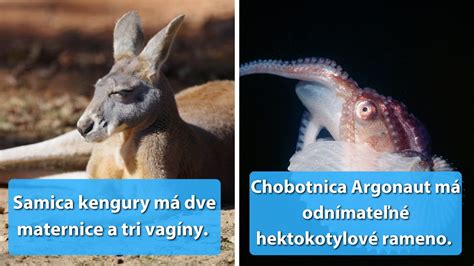 Rozmanitosť zvierat