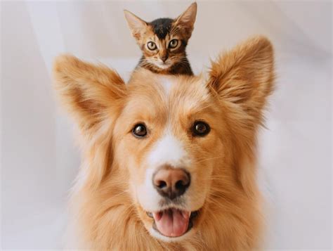 Pes a mačka priateľsky spolu