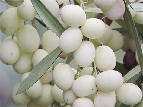 Biela oliva Leucocarpa