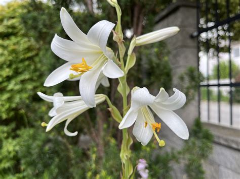 ľalia z cukrovej hmoty