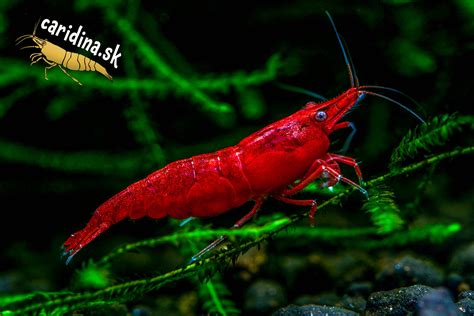 Krevetky s cukinovými hranolčekmi