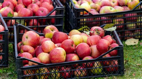 Zrelé jablká pripravené na zber