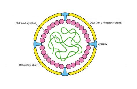 Ilustrácia prenosu vírusov voškami