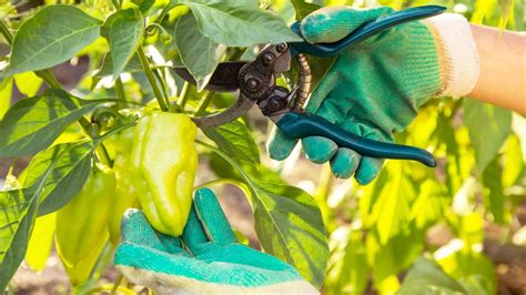 Ilustrácia rôznych metód spracovania papriky