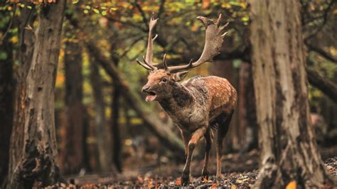 Ilustračná fotografia rôznych druhov zveri