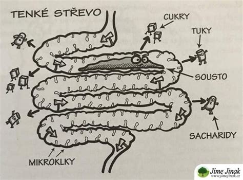 Ilustrácia znázorňujúca rôzne fázy trávenia potravy od úst až po žalúdok.