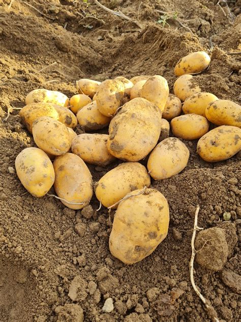 Zemiaky odrody Agria