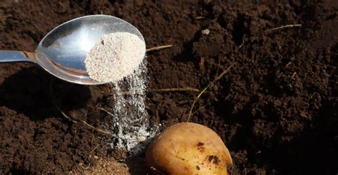 Ilustrácia sadenia zemiakov