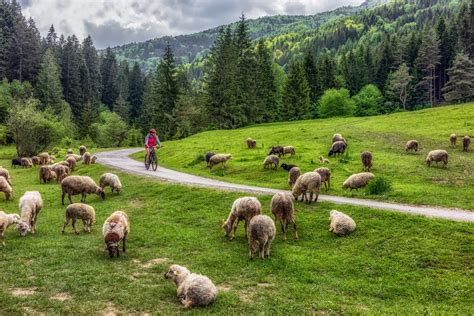 Liptovská krajina s ovcami
