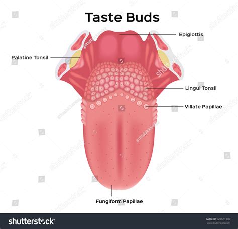 Ilustrácia anatomie jazyka s vyznačeným miestom pre piercing