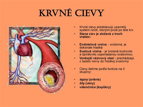 schéma fungovania srdca a ciev