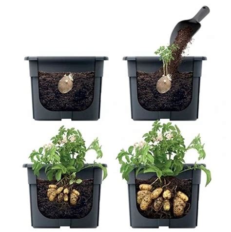 Schéma prípravy palety na pestovanie zemiakov