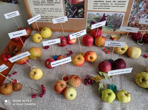 Ilustrácia rôznych odrôd jabĺk a hrušiek