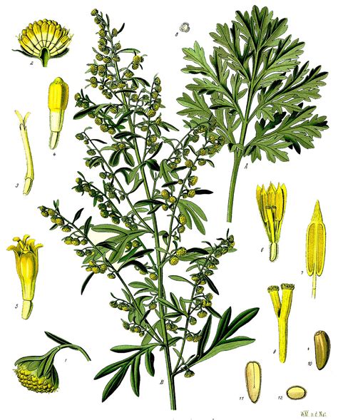 Artemisia annua rastlina